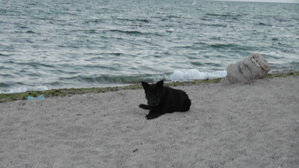 Odessa_2011