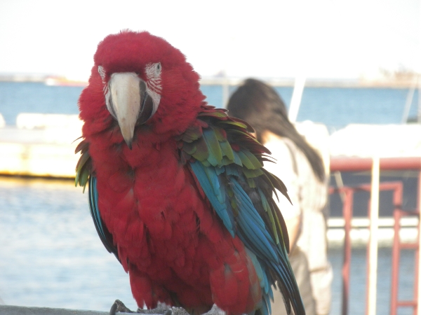 Odessa 2011