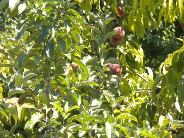 Odessa 2011