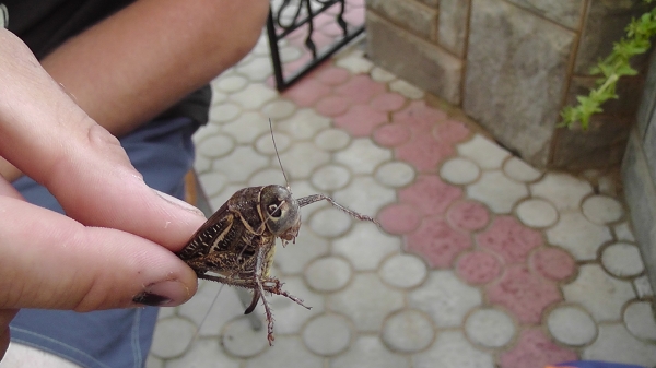 Odessa 2011