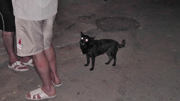Odessa 2011